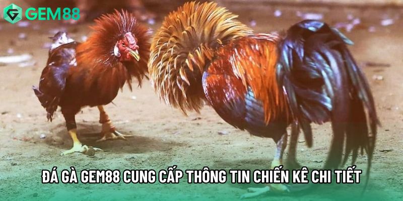 Đá gà gem88 cung cấp thông tin chiến kê chi tiết Đá gà gem88 cung cấp thông tin chiến kê chi tiết