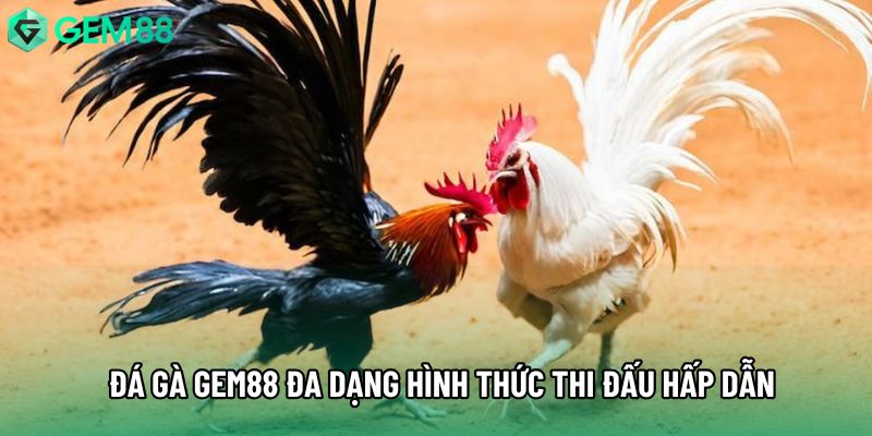 Đá gà gem88 đa dạng hình thức thi đấu hấp dẫn Đá gà gem88 đa dạng hình thức thi đấu hấp dẫn